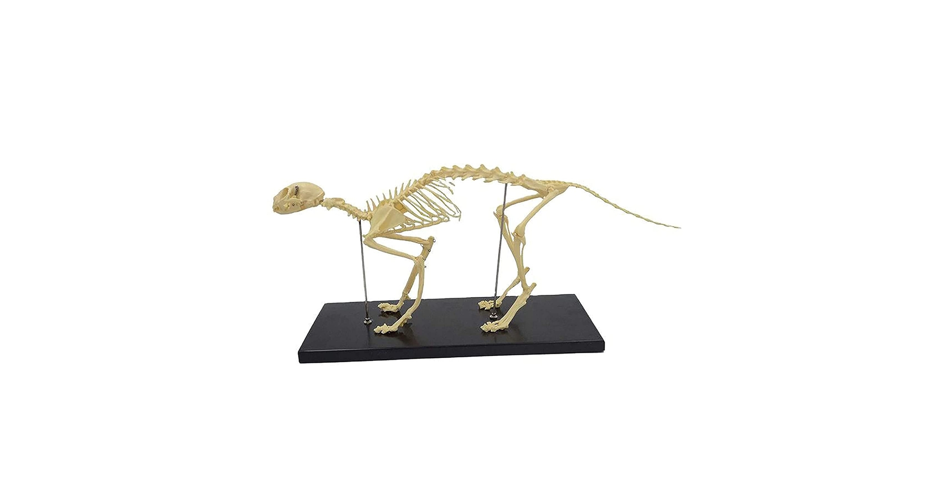 【新品未使用】Elenco 猫の全身骨格模型 Amazon.co.jp: 猫の骨格モデル - 動物の骨格の解剖学的モデル