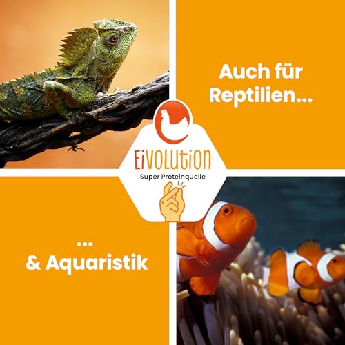 eivolution Soldatenfliegenlarven Getrocknet 2,5 kg - Hühnerfutter