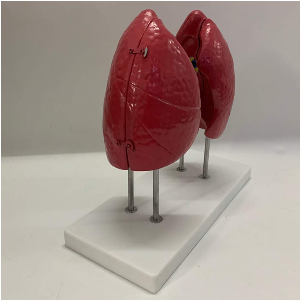 Model Anatomii Płuc Człowieka - Model Płuc W Rozmiarze Rzeczywistym 1:1 - Materiał Pvc Model Anatomiczny Narządów Ludzkich Model Trzewny - Do Nauki I Prezentacj,
