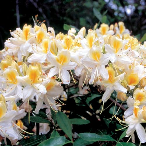 Azalea Rhododendron Plant Live 7 Months Old Azalea Rhododendron Tree Flowers Plants Live Bush in Pot (White Yellow)