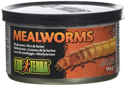 Exo Terra Gusanos de harina cocidos en Lata, alimento Individual para Reptiles, 34 g