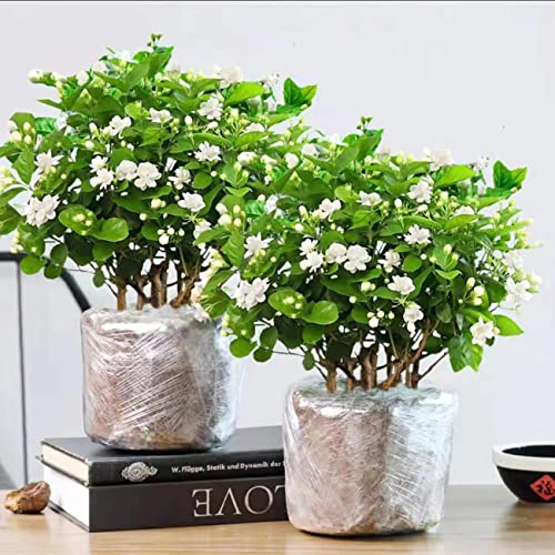 100+ Climbing Jasmine Flower Seeds Fragrant Plant For Planting Garden Home Four Seasons Evergreen Silver Jasmine Garden Balcony Climbing Flower Non-Gmo #TOP2