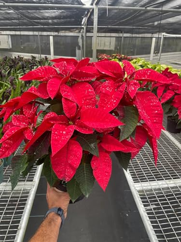 Poinsettia 'Red' | Live Plant for Indoor & Outdoor | for Living Room, Office, Bathroom | (6' Pot)