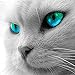Produktbild Yuknees DIY 5d Diamant Malerei Kits, Diamant Stickerei Strass Malerei Kleben Malen nach Zahlen Stich Kunst Kit Zuhause Dekor Mauer Aufkleber - Katze, 30 x 30 cm