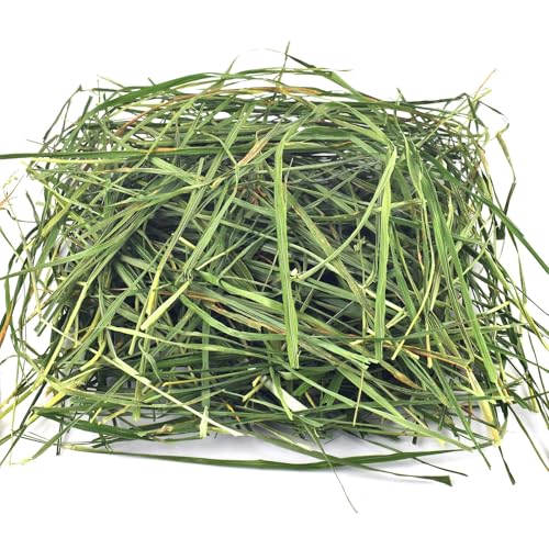 Heno Timothy Bissap 1 lb para conejos y mascotas pequeñas
