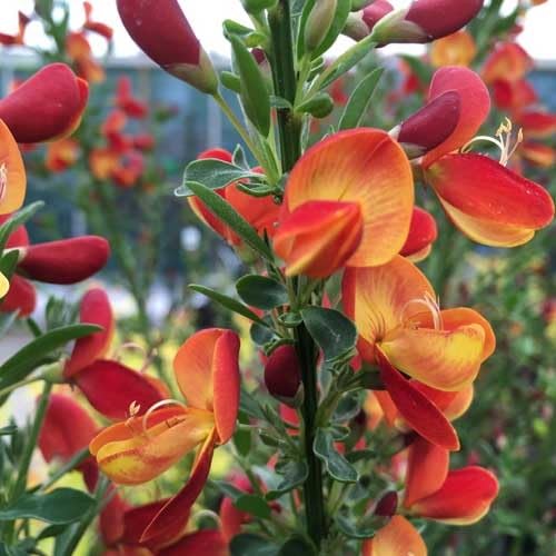 3 x mix di Cytisus: Lena + Boskoop Ruby + Allgold - 3 x Ginestra | Giallo-rosso, giallo e rosso - piccolo arbusto, densamente cespuglioso, alto fino a 150 cm - 3 x 1,5 litri