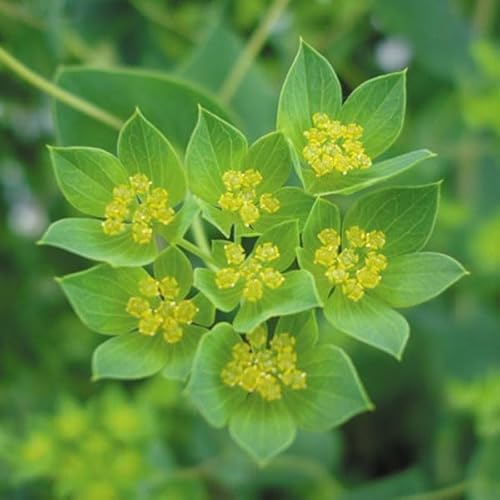 種 花たね ブプレウルム 1袋（300mg） / 国華園 25年秋商品のサムネイル