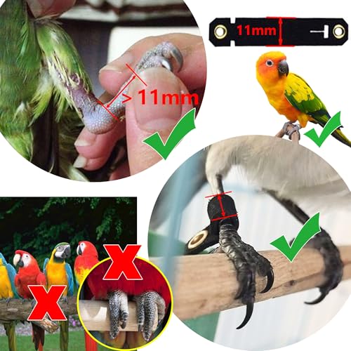 Hayaww 3 m Haustier Papagei Vogel Geschirr und Leine Vogelleine Papageiengeschirr Leine Haustier Vogel Fußkettchen Papageien Stand Fußkettchen Papagei Fliegen Seil (A)