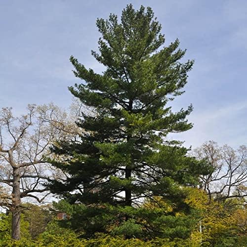 Eastern White Pine Tree Seeds - 20 Seeds Eco Pack