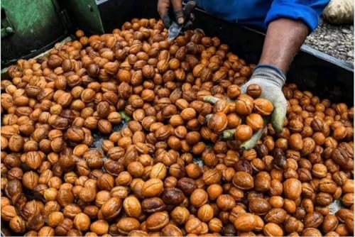Image of Nut N Dry Premium Kashmiri Walnuts 1kg | Inshell walnuts | Natural & Crunchy Dry Fruits | Derect from kashmir | walnut with shell | akhrot with shell | (1kg Family Pack)