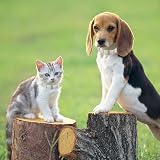 HACRAHO Pearl Hundeleine und Halsband, 2 Stück, für Hunde und Katzen, mit Perlen, verstellbar, mit Strasssteinen für Hunde, Katzen, Welpen