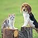 HACRAHO Pearl Hundeleine und Halsband, 2 Stück, für Hunde und Katzen, mit Perlen, verstellbar, mit Strasssteinen für Hunde, Katzen, Welpen