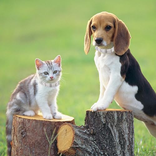 HACRAHO Pearl Hundeleine und Halsband, 2 Stück, für Hunde und Katzen, mit Perlen, verstellbar, mit Strasssteinen für Hunde, Katzen, Welpen