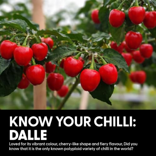Image of Naagin Dalle Crisp Chilli Oil (160g) | Spicy | All-purpose Crunchy, Sichuan Pepper | No Added Preservatives | Dip, Cook, Marinate, Stir-fry | Enjoy with Momos, Rice, Pizza & Noodles