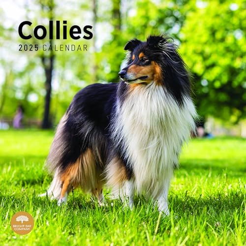 Bright Day Calendars 2025 Collies Monthly Wall Calendar - Cute Do...