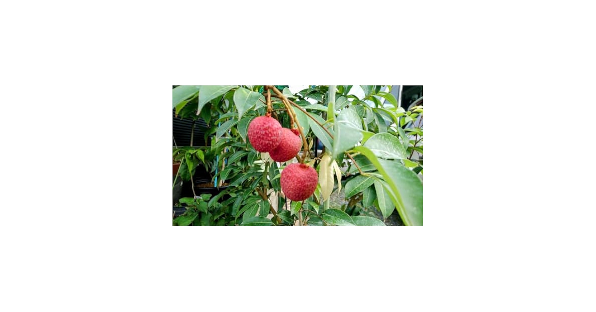 Amazon.co.jp: ライチ 取木苗 、新芽有り、ピンクウエイメイ種