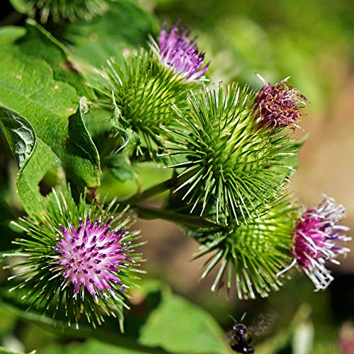 Outsidepride Burdock Arctium Lappa Nutritious Vegetable & Herb Garden Plant - 2000 Seeds #TOP1