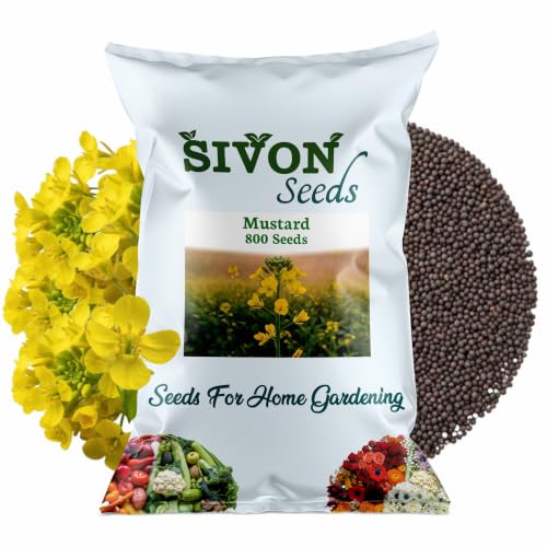 Image of SIVON Mustard (Sarson) (800+ Seeds) Vegetable Seeds for Home Garden, Organic & Hybrid, Perfect for Home Gardening, Planting For Pots and Patio