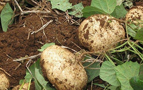 Jicama Mexican Yam Bean 5 Seeds Pachyrhizus Erosus Heirloom Rare Sweet & Crunchy