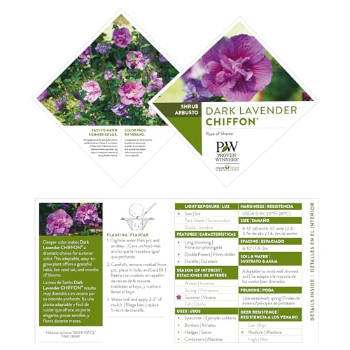 Proven Winners 2 Gal. Dark Lavender Chiffon Rose of Sharon (Hibiscus) Shrub