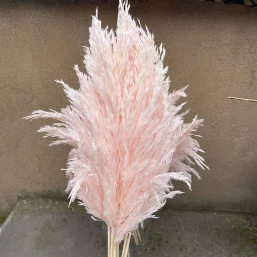 Pampas Grass Large 10Pcs Pink Dried Flower Decor miniatura 7