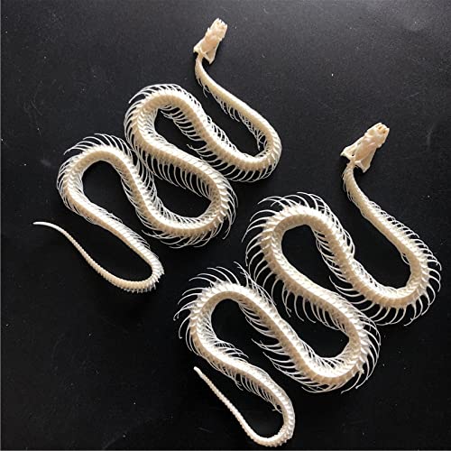 Taxidermy Real Bones, Animal Bones Real for Craft, Skull Decoration for Home, Specimen Collectibles Study, 12-15'/30-40cm (2)