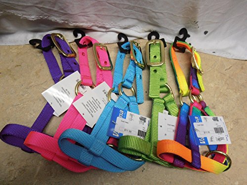Valhoma Double Ply Kid Nanny Billy Goat Nylon Neon Rainbow Halter Collar (Kid, Purple)