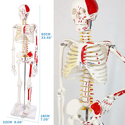 Image of EVOTECH SCIENTIFIC Numbered Mini Human Skeleton Model for Anatomy, 33.5'' Human Skeleton Model with Muscle Insertion & Origin Points Removable Stand for Medical Anatomical Study, Manual Included