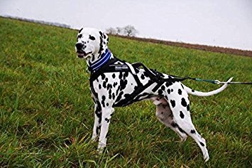 Non-Stop Zuggeschirr FREEMOTION Harness Brustgeschirr schwarz für Hunde Größe 4