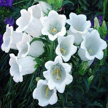 Outsidepride 5000 Seeds Biennial Campanula Canterbury Bells White Flower Seeds for Planting