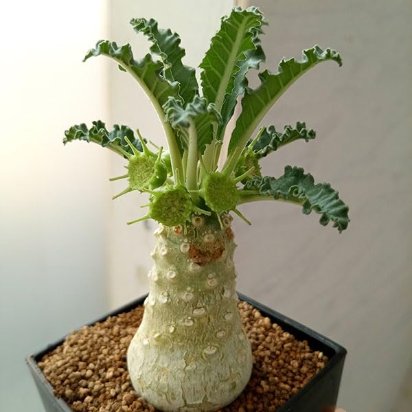 Amazon｜ドルステニア：ラブラニー 7cm角鉢[塊根植物]｜観葉植物