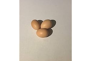 12 Organic Live Chicks Hatching Eggs: A Journey into Nature's Wonder