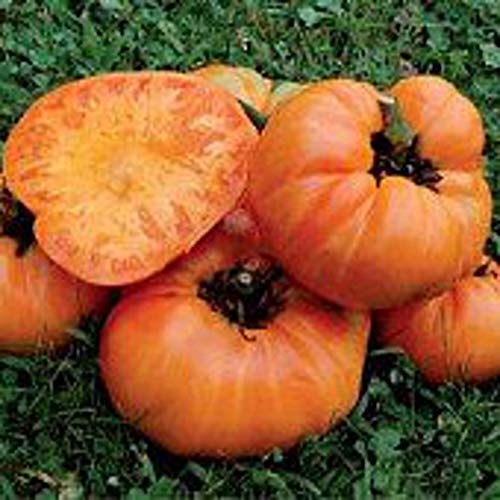 Kellogg's Breakfast Tomato Seeds (20+ Seeds) | Non GMO | Vegetable Fruit Herb Flower Seeds for Planting | Home Garden Greenhouse Pack