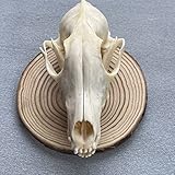 ZCZC Taxidermy Real Animal Skull, Animal Bones Real for Craft, Skull Decoration for Home, Specimen Collectibles Study, Special Gifts (Fox Skull)