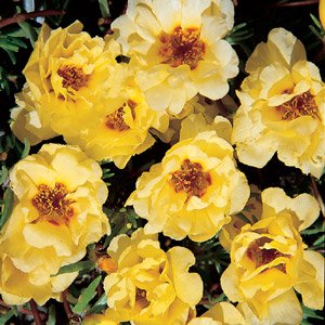 Portulaca Sundial Yellow 2,000 Seeds