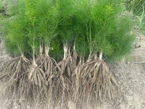 Real Shatavari Creeping Live Plant |Asparagus racemosus | With Black Plastic Pot 4 Inch Size-image-35