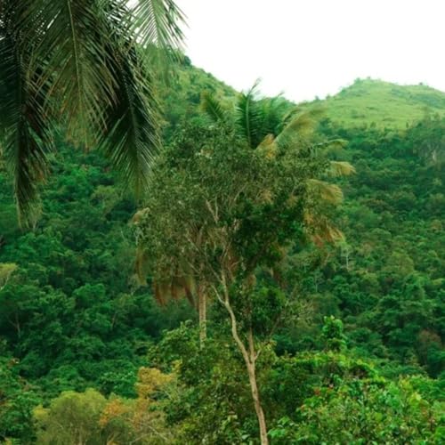 L'azoto fa raddoppiare la velocit&agrave; di ricrescita delle foreste tropicali