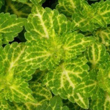 Plantsworld Coleus Electric Lime Live Plant (B0755X3C9T) Amazon Price History, Amazon Price Tracker