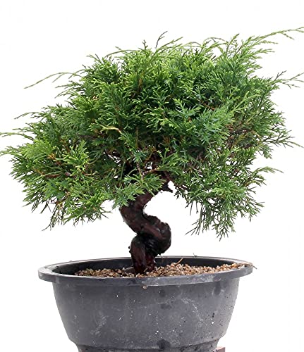Bonsai - Juniperus chinensis, Chinesischer Wacholder 204/121 - Image 5