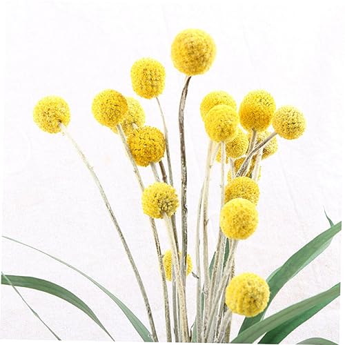 Ramo de flores secas estilo natural Craspedia 20 pcs miniatura 2