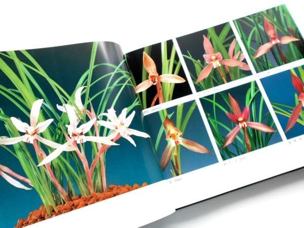 Amazon.co.jp: 中国蘭写真集 王者香最新中国蘭花347種中国春蘭