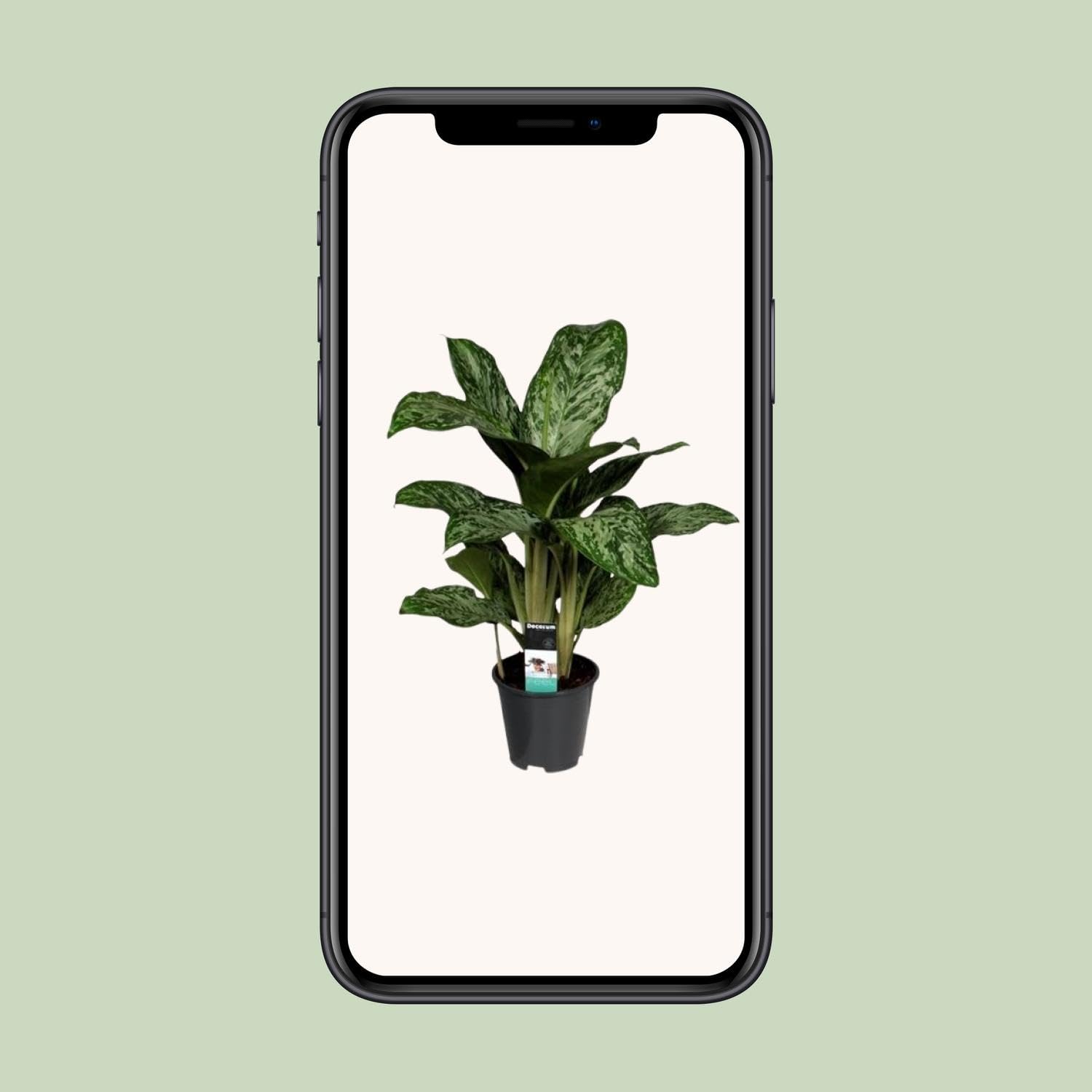 Aglaonema Greenlight (Decorum) - 50-60cm - Ø17cm - Pianta d'appartamento - Sempreverde