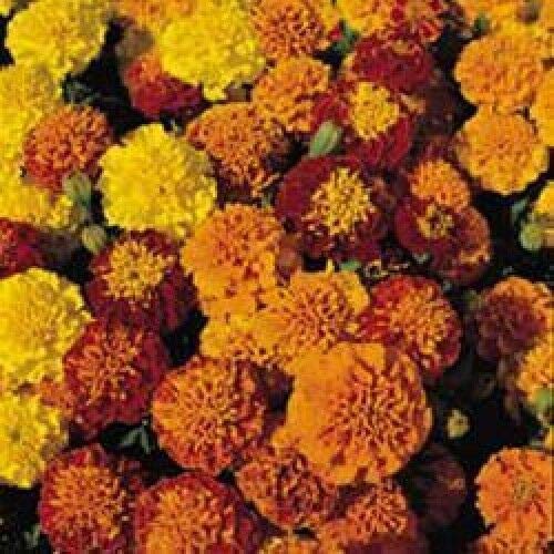 Herb Seeds - Marigold French - 500 Seeds by Wafer