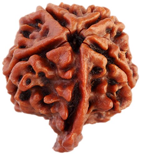 Ganeshji Rudraksha Siddha, from Nepal & Laboratory Certified