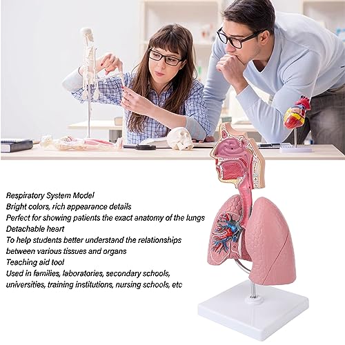 Image of Respiratory System Model with Removable Heart, High Simulation Human Lung Anatomical Display, Teaching Tool for Students Study, Widely Used in Medicine and Biology