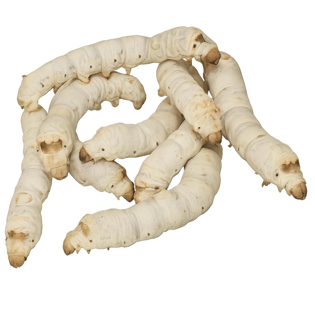 Vers à Soie Race Galera - 50 Oeufs - Eclosionan en 25 jours - Cocons de Soie Naturels - Blanc