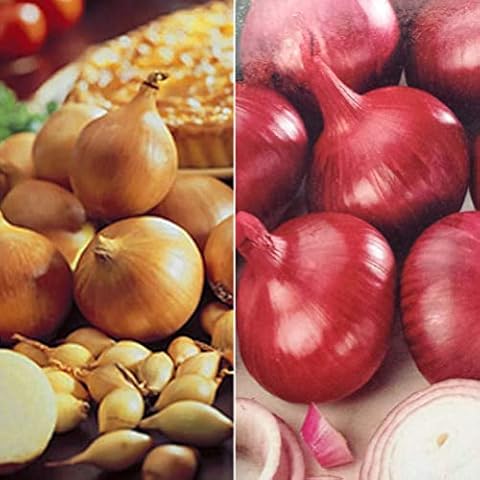 2 x 25 Twin Pack Onions- Centurion & Red Baron- High Yielding Mild to Strong Flavour- Perfect to Cultivate in Your Beautiful Garden - RHS Award of Garden Merit Cover