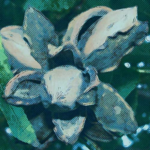 Cover of Pecan Grove