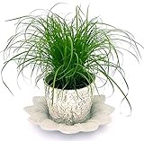 Se sei interessato ad altre nostre offerte digita: www.amazon.it/powerstoflowers