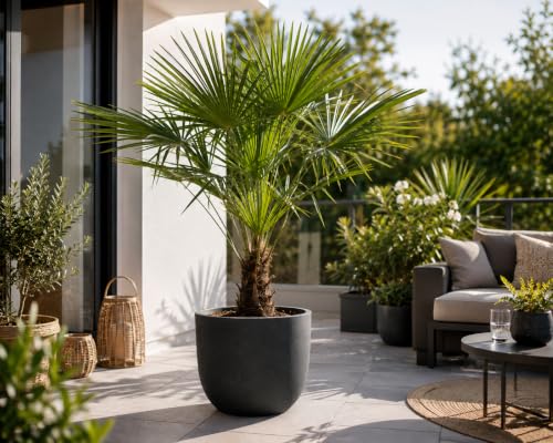 Chinesische Hanfpalme 160-180 cm - Trachycarpus fortunei - Winterharte Zimmer- & Gartenpflanze für...